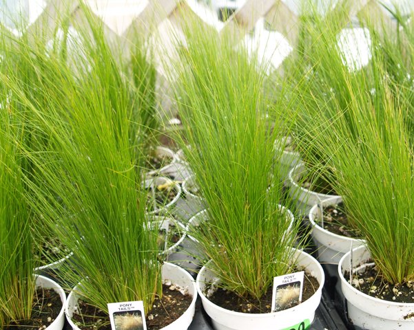 Stipa tenuissima